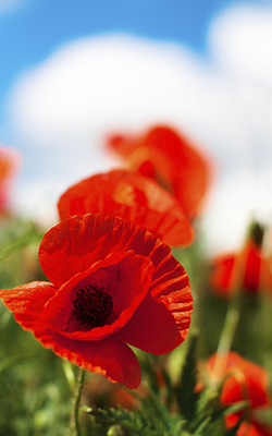 Red Poppy in Field Memorial Day Remember
